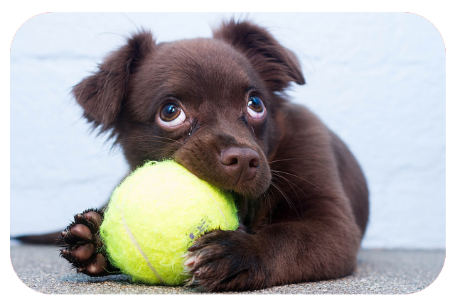 puppy with ball