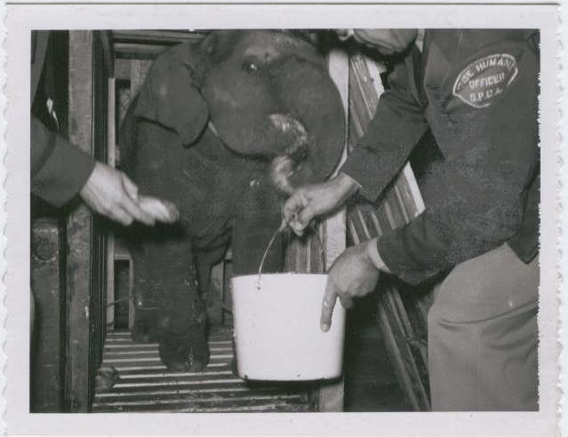 spcaLA Humane Officers with elephant calf