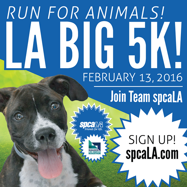 run for animals 2016 big 5k