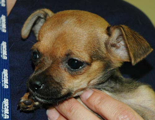 Milagras the Chihuahua