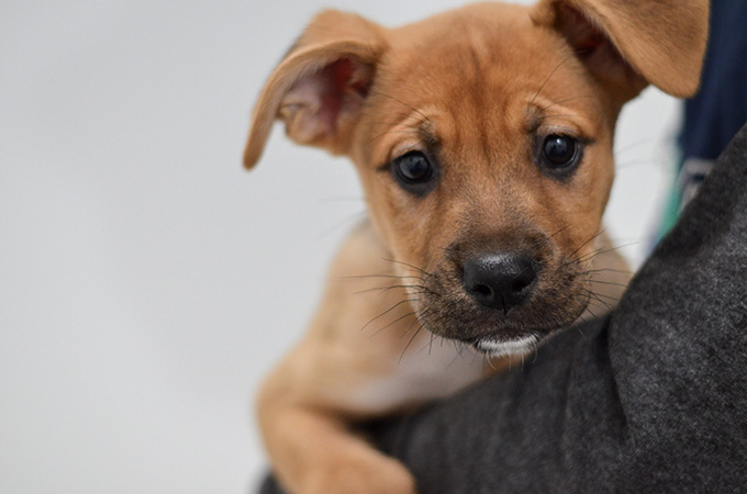 thelma the dog with volunter